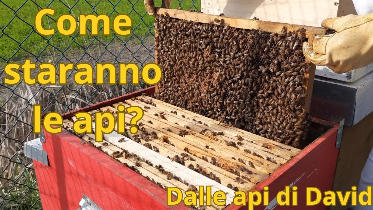 Le api saranno riuscite a costruire un foglio cereo anche a metà marzo?