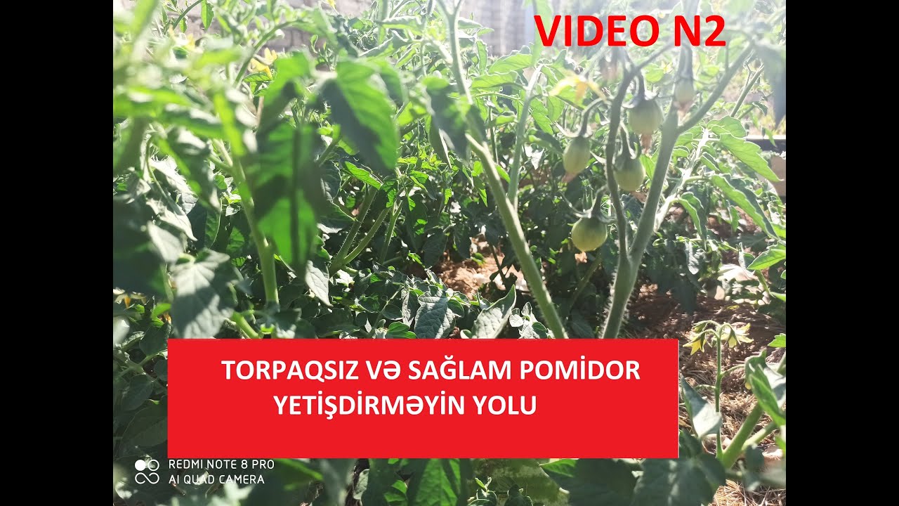 Sağlam pomidor yetişdirməyin yolu. Azərbaycan dili və Bağban qrupu barəsində.