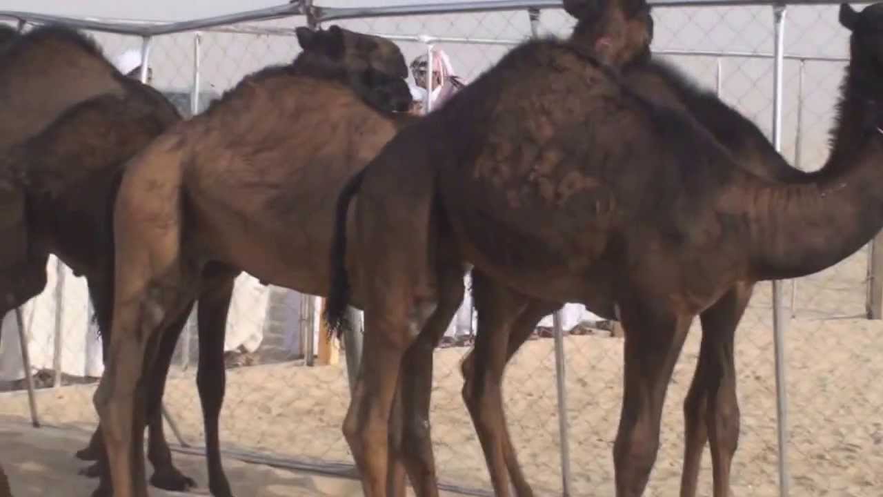 مزاين آل زبدان في هجرة العالية يوم الجمعة الموافق 6-9-2013