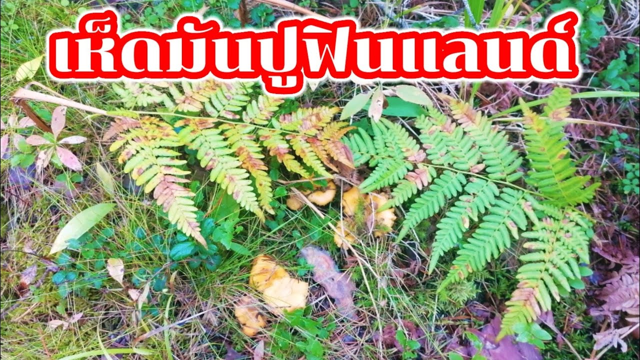 เห็ด​มันปู​ฟินแลนด์​ 25.9.2020