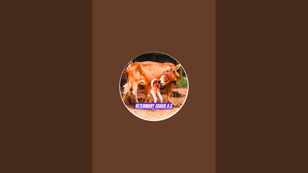 Veterinary Tips for Dairy Farmers | Artificial Insemination, Milk & Disease – Animesh Sarkar