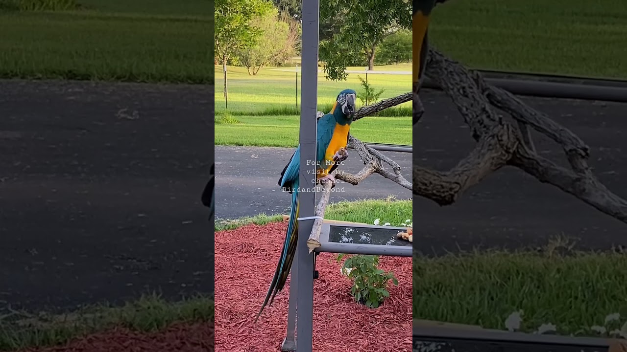 Blue-throated Macaw parrot
