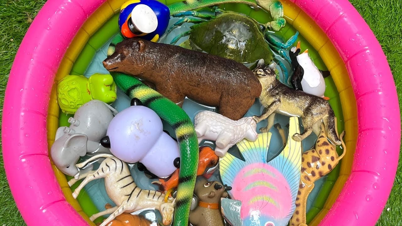 Toddler Ocean Animals | Baby’s Ocean Animals Names, Facts & Educational Toys