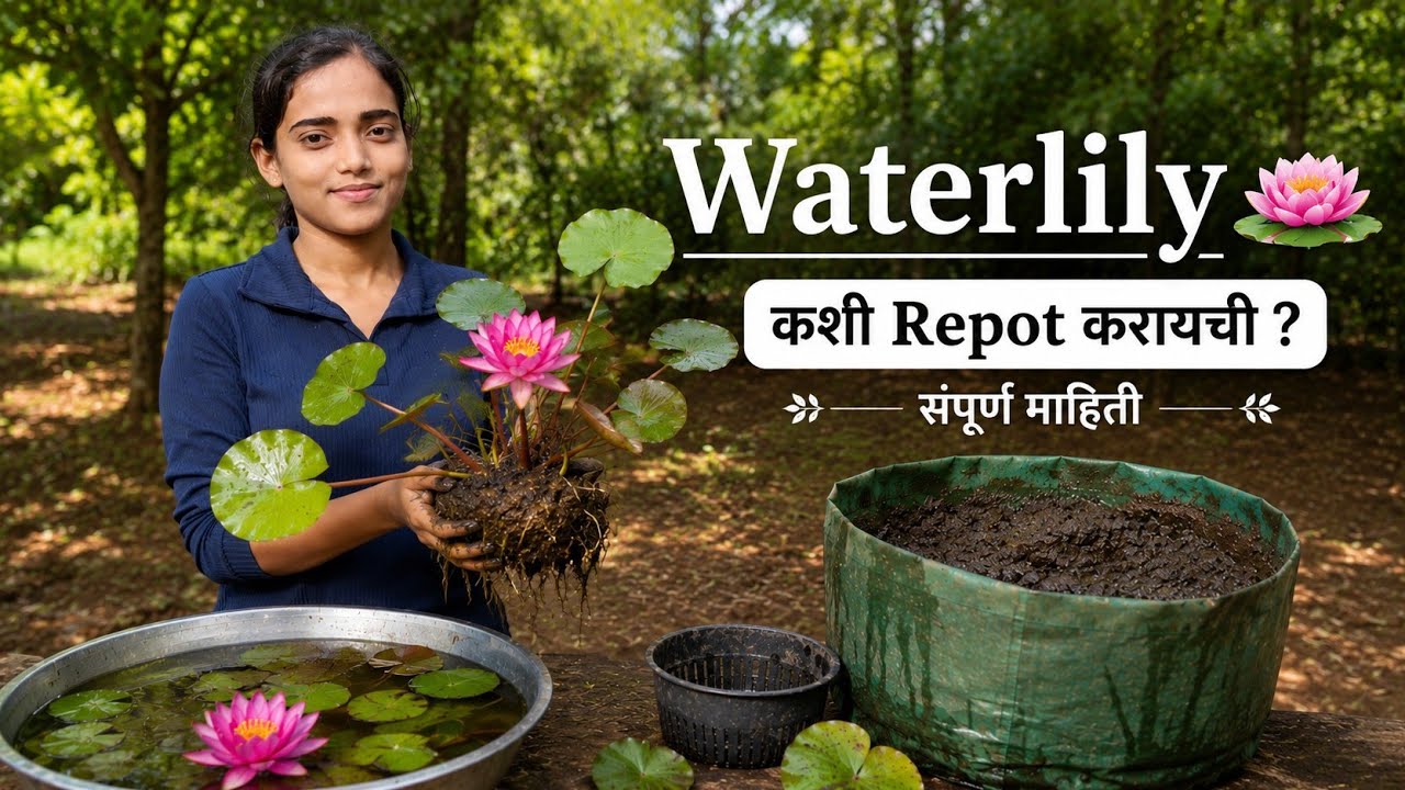 How to repot water lily #waterlily #lotus #repot #kokan #kokanchichav