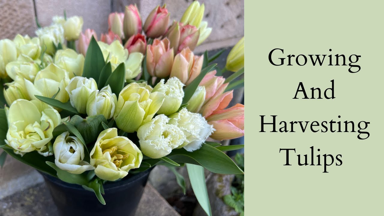 Tulips | How To Grow And Harvest