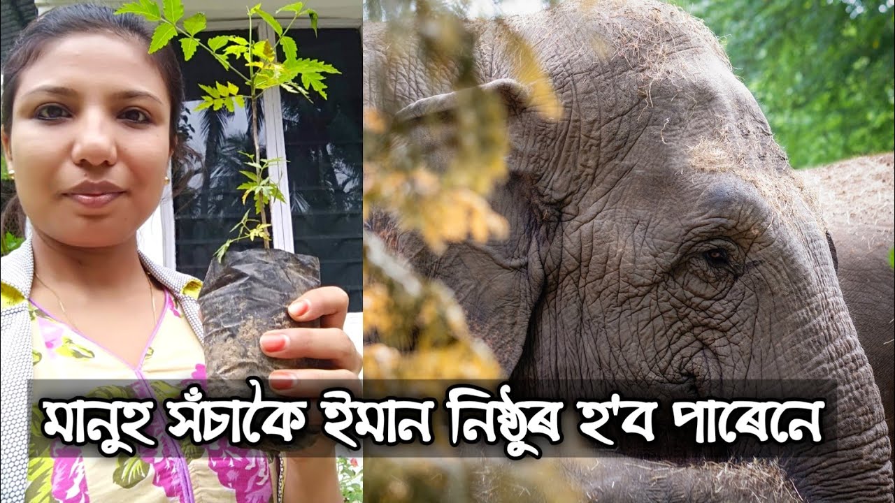 5th June World Environment Day | Agarwood Tree Plantation - oudh | Assamese Vlogs | Ajori Xomoi