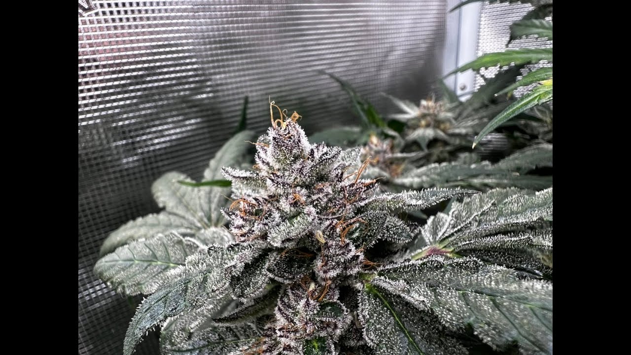 Creme De La Chem by Mephisto Genetics final update