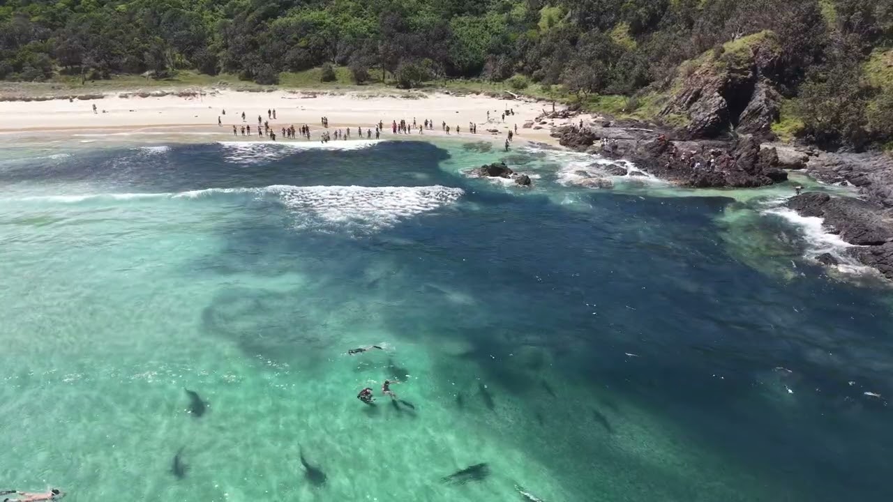 Insane Drone Footage Captures Snorkelers Swimming With a Dozen Sharks