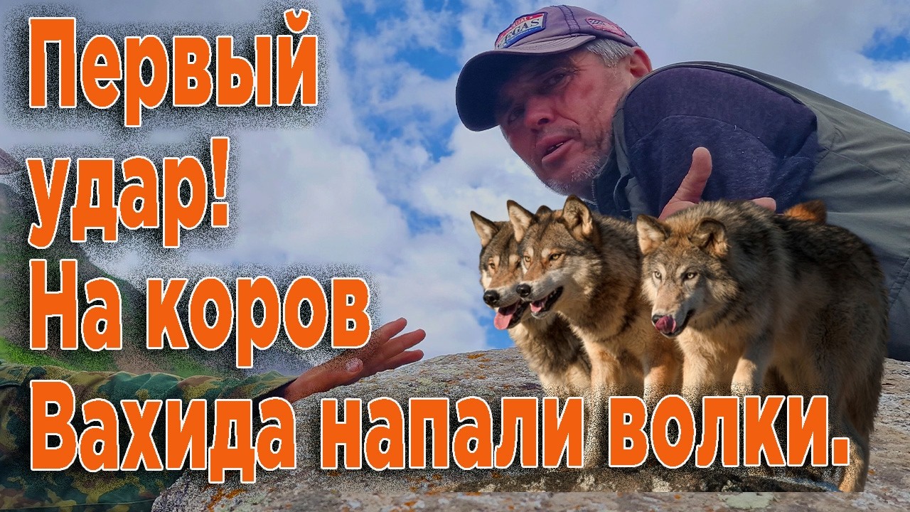 Первый удар. На коров Вахида напали волки.