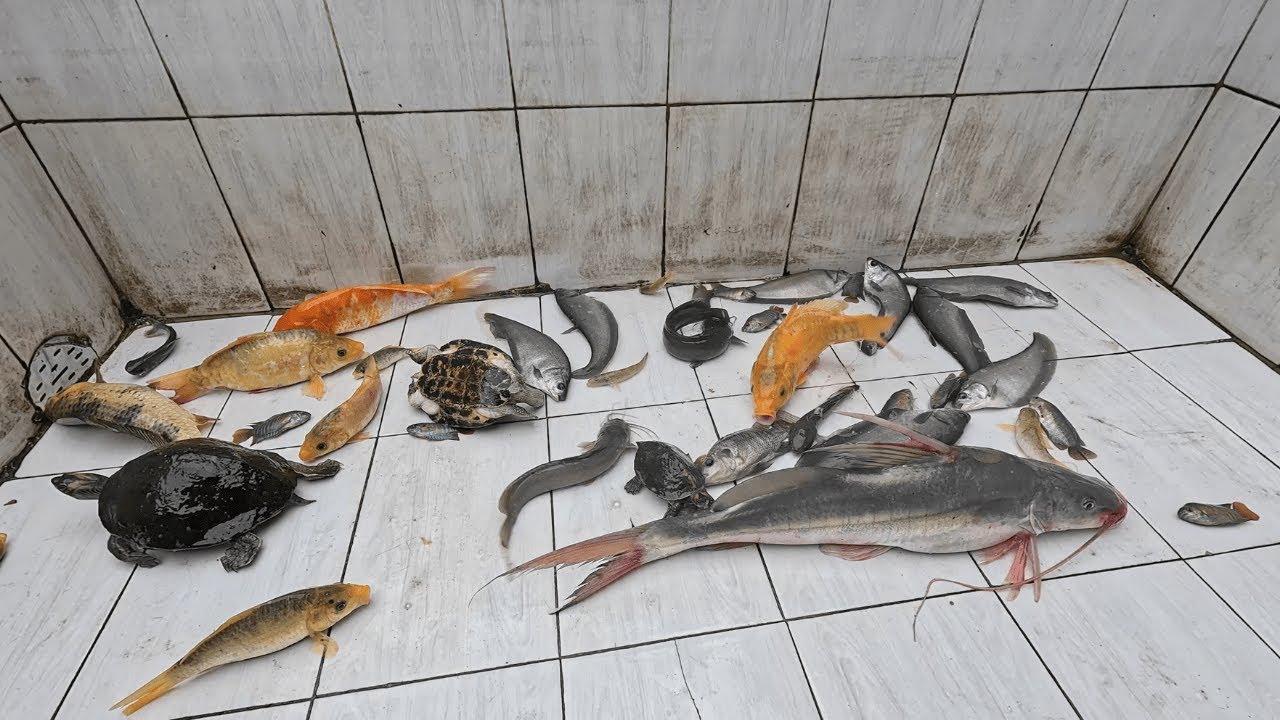Most Attractive Aquarium Fish Tank Cleaning for Exotic Fish & Tortoise