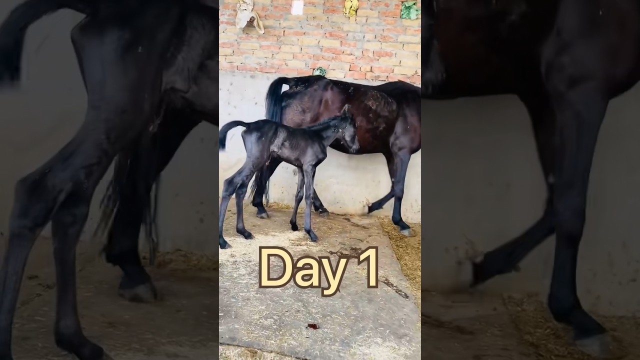 Horse baby body transformation video | black baby horse growth 1 day to 44 days #transformation