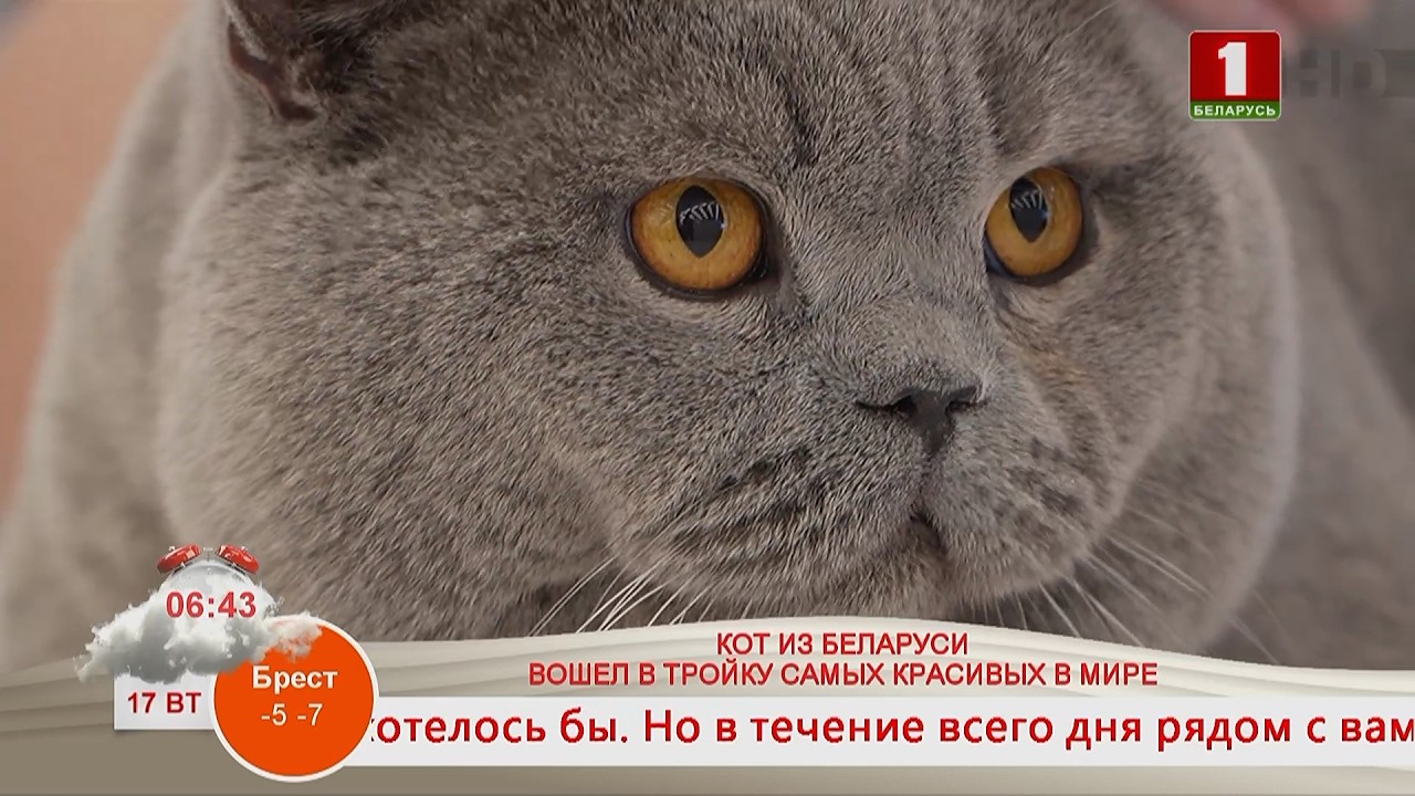 КОТ ИЗ БЕЛАРУСИ ВОШЕЛ В ТРОЙКУ САМЫХ КРАСИВЫХ В МИРЕ