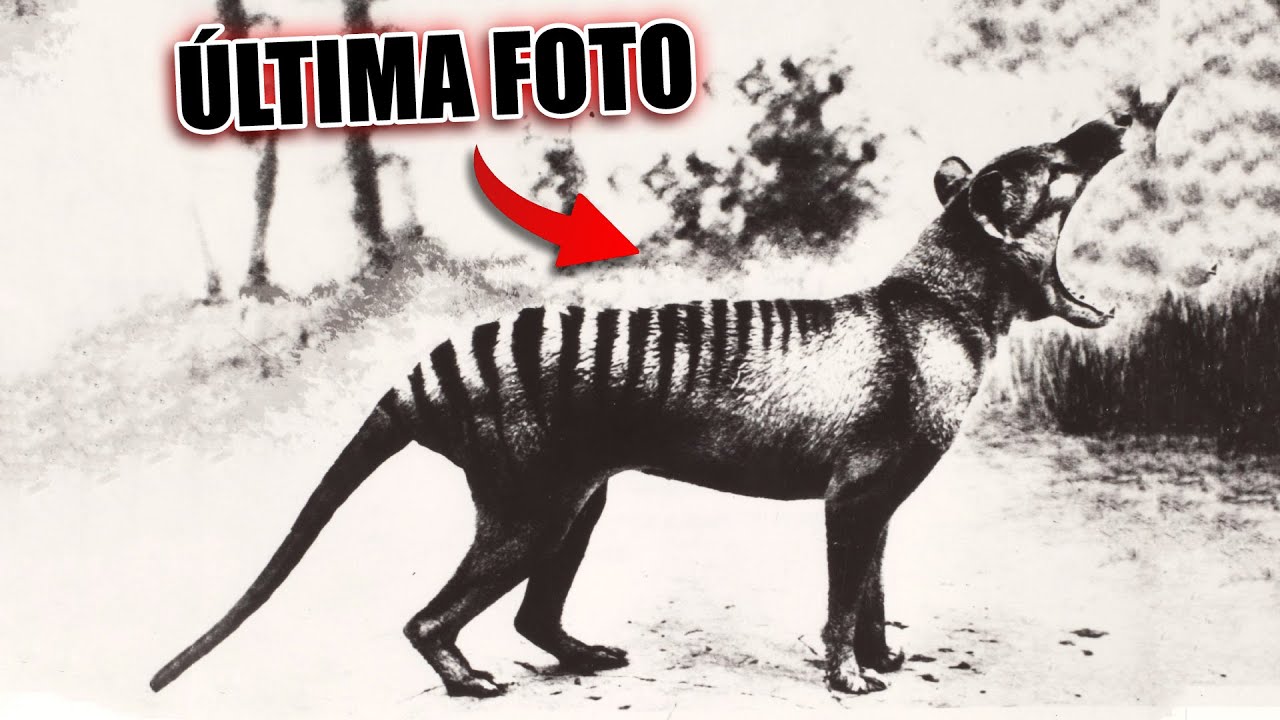 Animais EXTINTOS a pouco tempo...