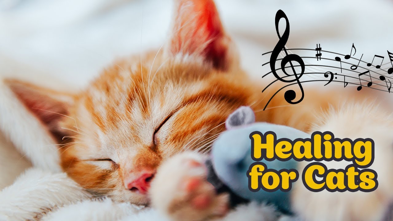 Anxiety relief ♬ Soothing music for stressed cats / Peaceful harp music