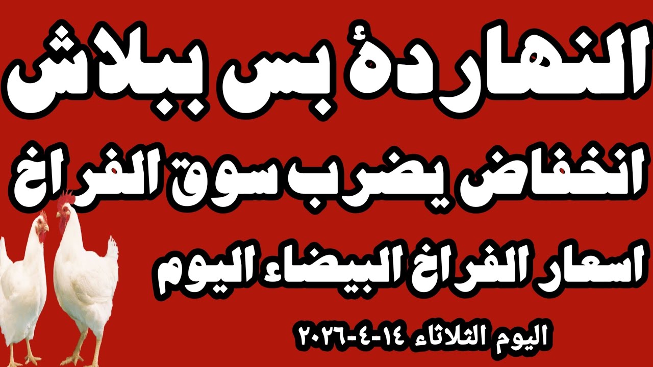 اسعار الفراخ البيضاء اليوم سعر الفراخ البيضاء اليوم الثلاثاء ١٤-٤-٢٠٢٦ في المحلات في مصر 