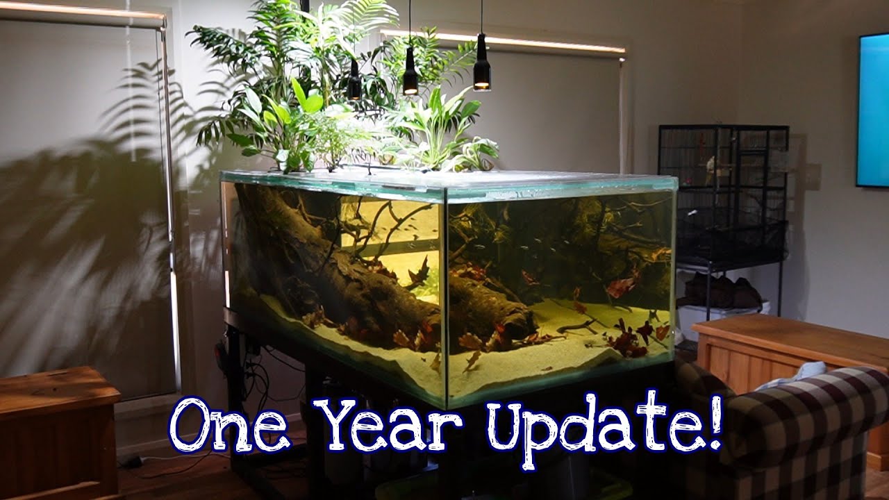 Выжили ли они? Обновление танка L600 Leopard Cactus Pleco за 1 год.