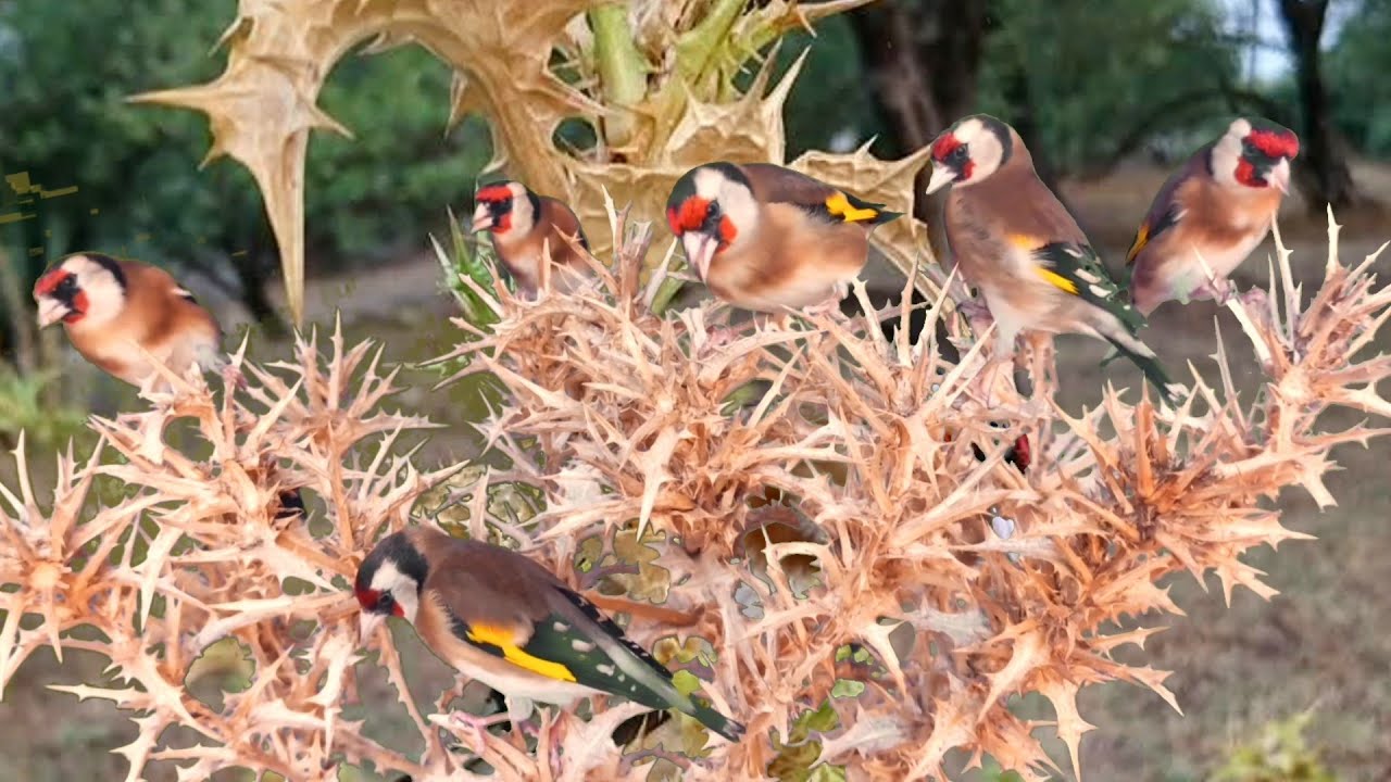 بتبتة الحسون تحفيز الحسون على التغريد والهيجان علاج صمت الحسون goldfinch stimulation #birds 
