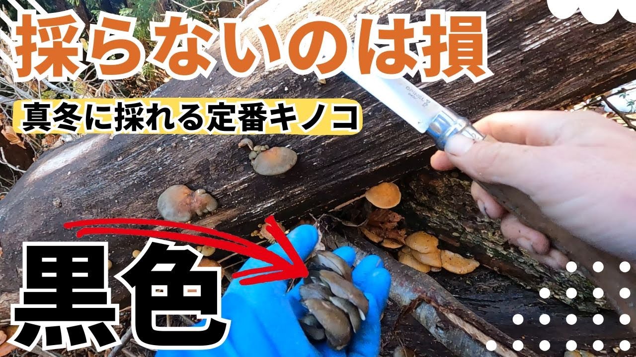 真冬の黒いキノコと珍しい雪中ブナなめこが採れました！
