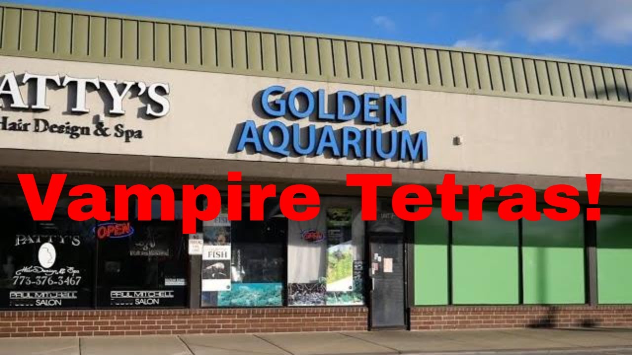 VAMPIRE TETRAS! Golden Aquarium Chicago Area Fish Store Tour (2021)