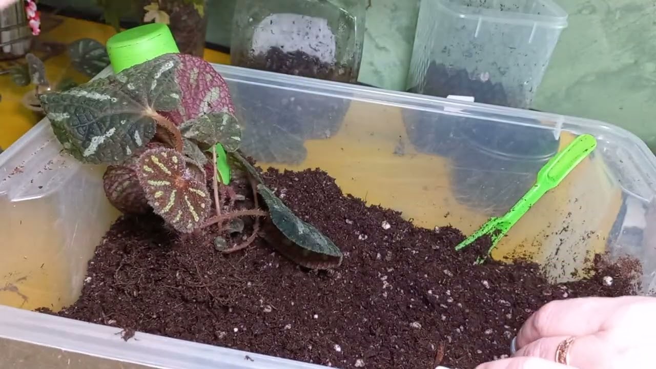 Пересадка двух обалденных бегошек!