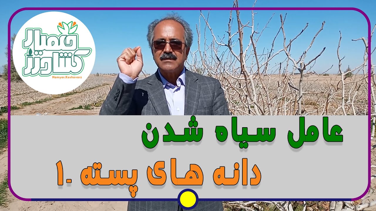 عامل سیاه شدن دانه های پسته -1