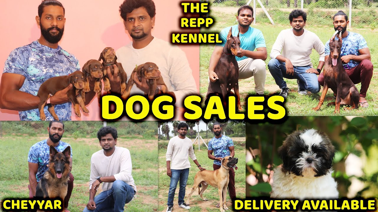 DOG For Sales/Delivery Available/Puppy's Price List/ Dog Kennel in Tamilnadu/THE REPP KENNEL/SEVLOGS
