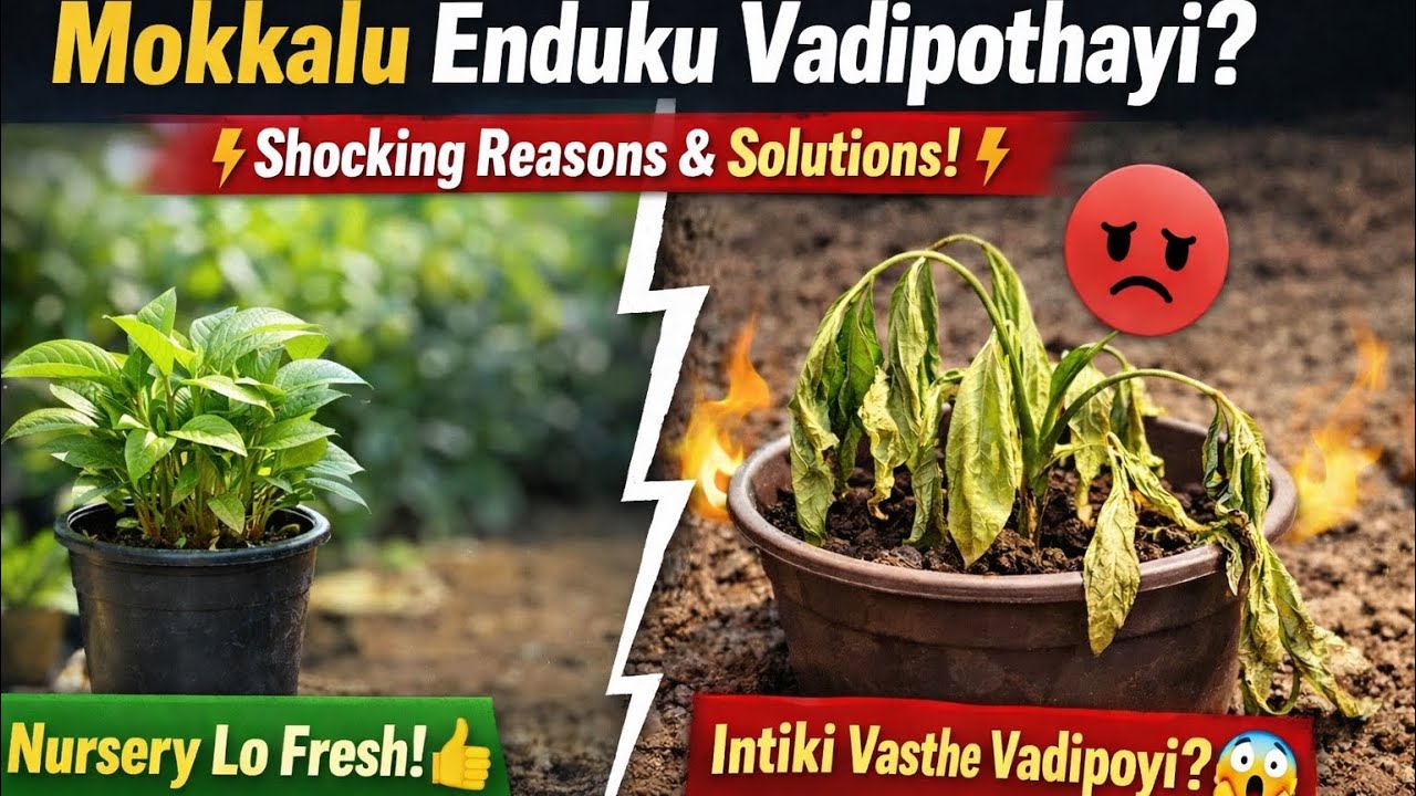 మొక్కలు కొంటే 2 రోజుల్లో వాడిపోతున్నాయా? ఇలా చేస్తే బతుకుతాయి‼️