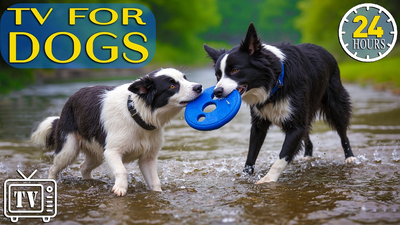 24/7 Dog TV: Top Dog Videos & Calming Music for Dogs | Prevent Anxiety and Boredom for Dogs All Day