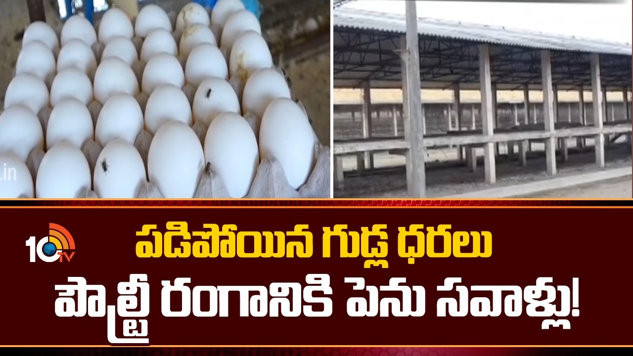 గుడ్డు ధర ఢమాల్.. పౌల్ట్రీ రంగానికి పెను సవాళ్లు | Egg Prices Drop as Iran–Israel–US War Effect