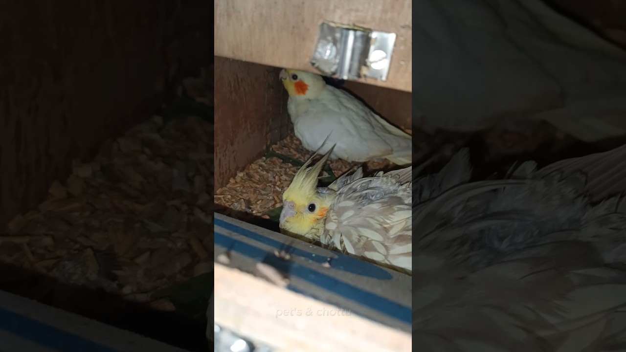 Cockatiel🐦Bird Breeding Tips #birds #birdslover #birdbreeding #parrot #parakeet #shortsfeed #shorts