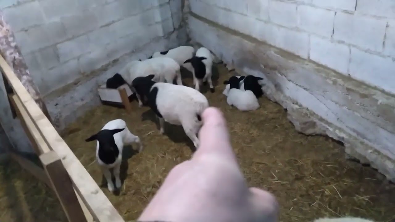 чистые дорпер