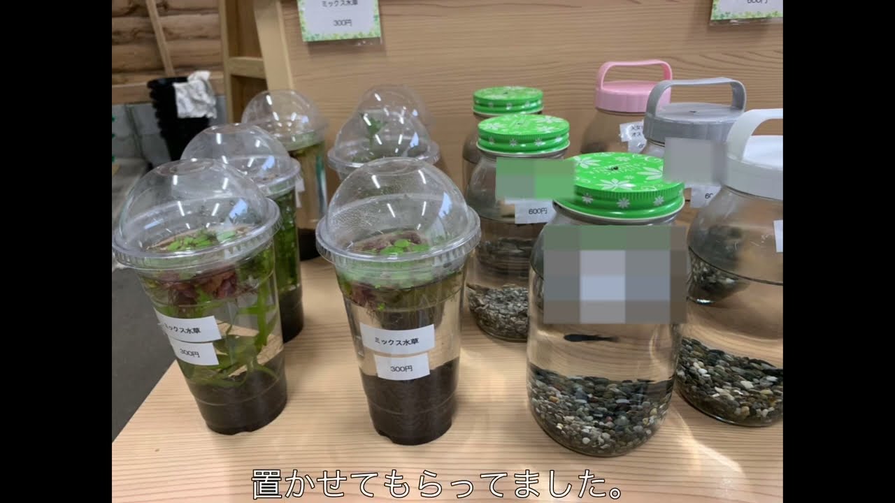 メダカを八重の里へ。メダカCK養殖場