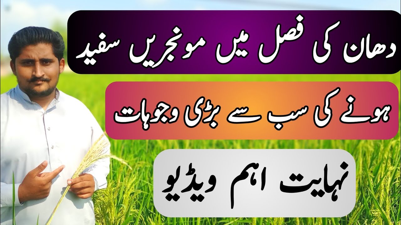 The biggest reasons for whiteness in paddy crop | Most Dangerous Diseases & Control in Rice