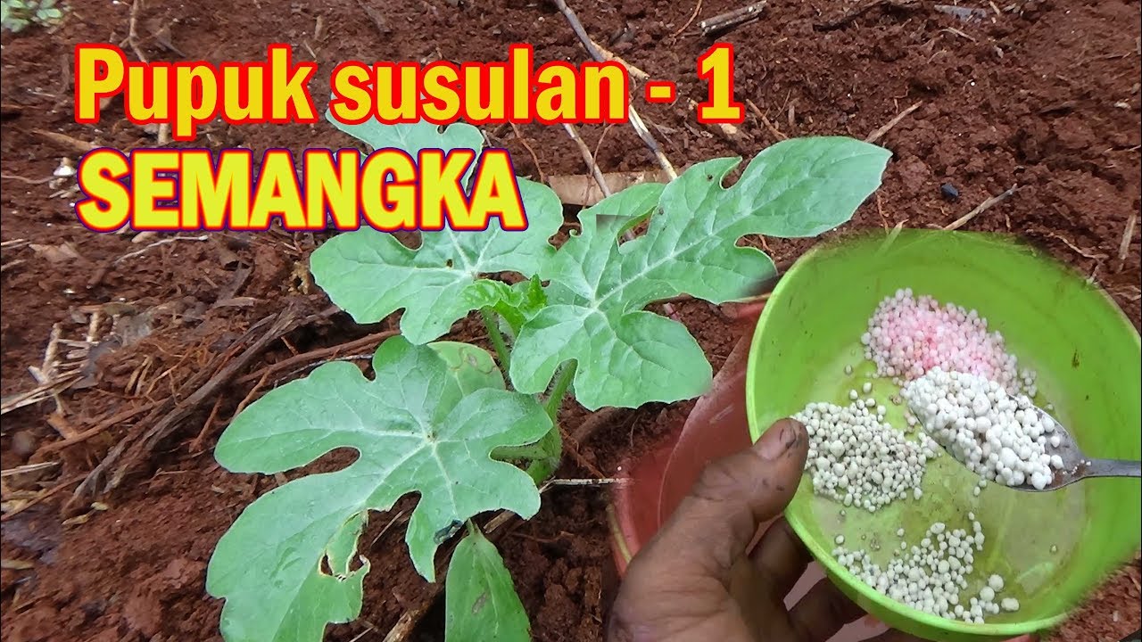 Tahap Perawatan SEMANGKA  Pemupukan Susulan 1 Pasca Tanam 7 Hari #PART.1