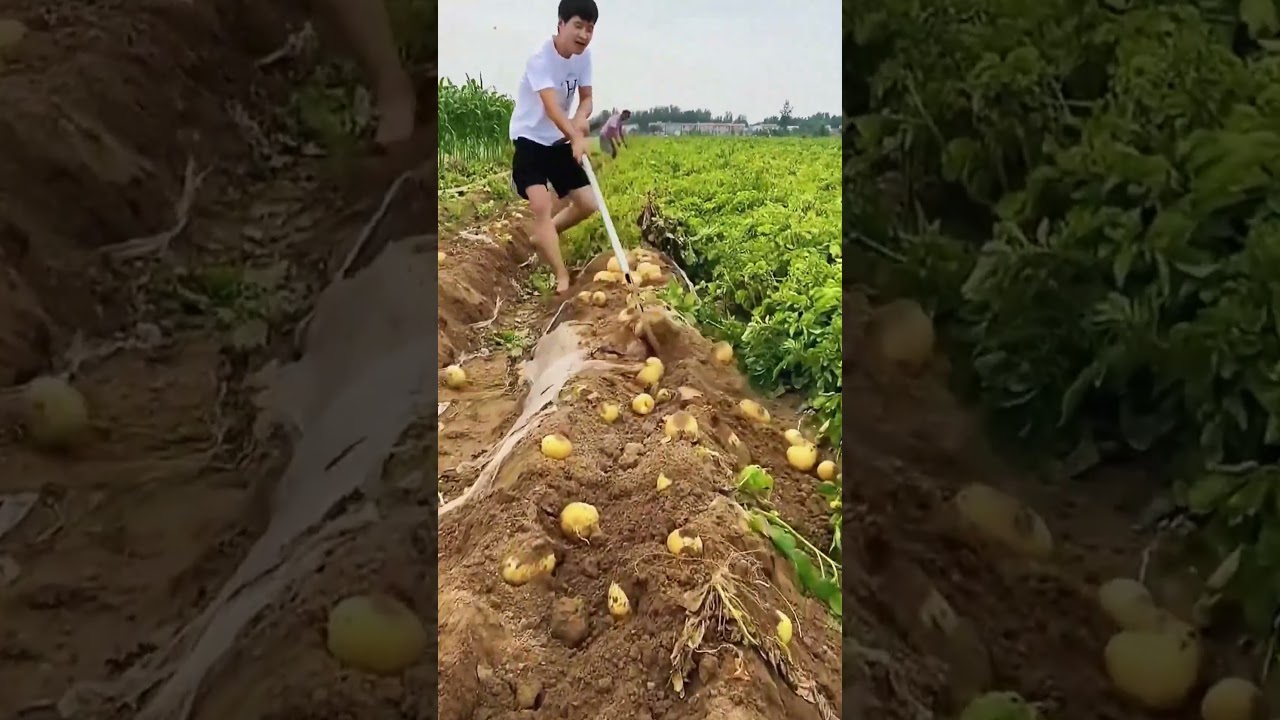 Harvest potatoes #farming #satisfying #countrylife #farmingtraditions #agriculture #vegetables
