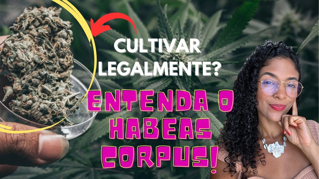 Guia completo sobre o HABEAS CORPUS para cultivo de cannabis