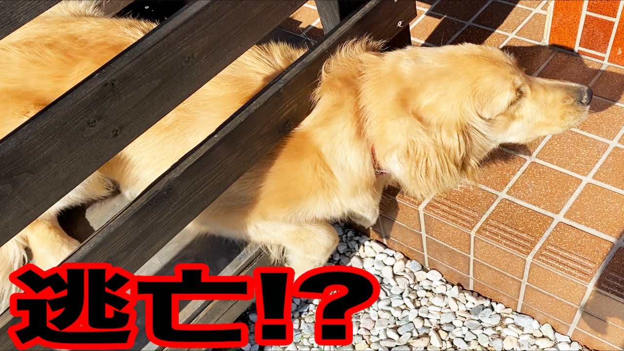 小屋から脱走できるのに出来ないと思い込んでるレトリバー