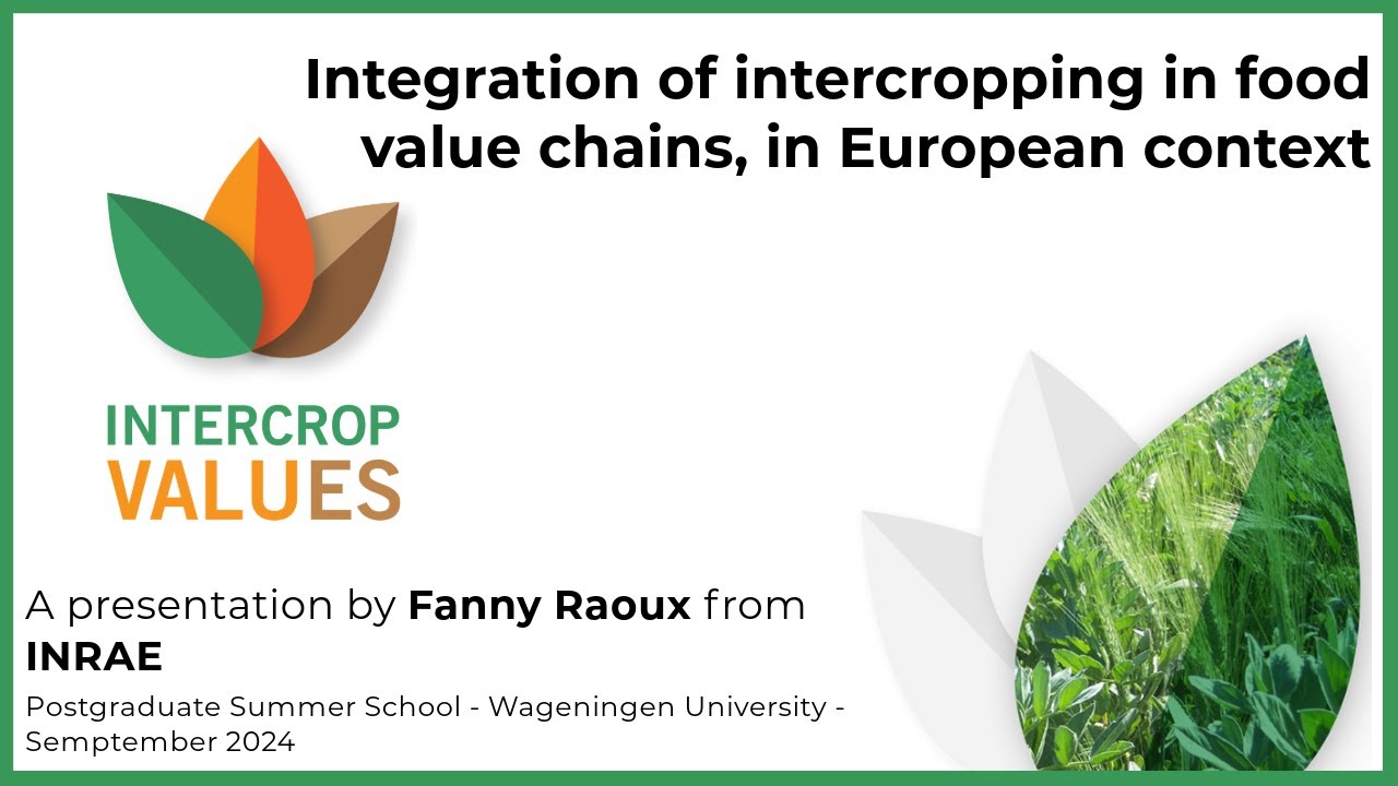 Integration of Intercropping in Food Value Chains in the European Context | IntercropVALUES