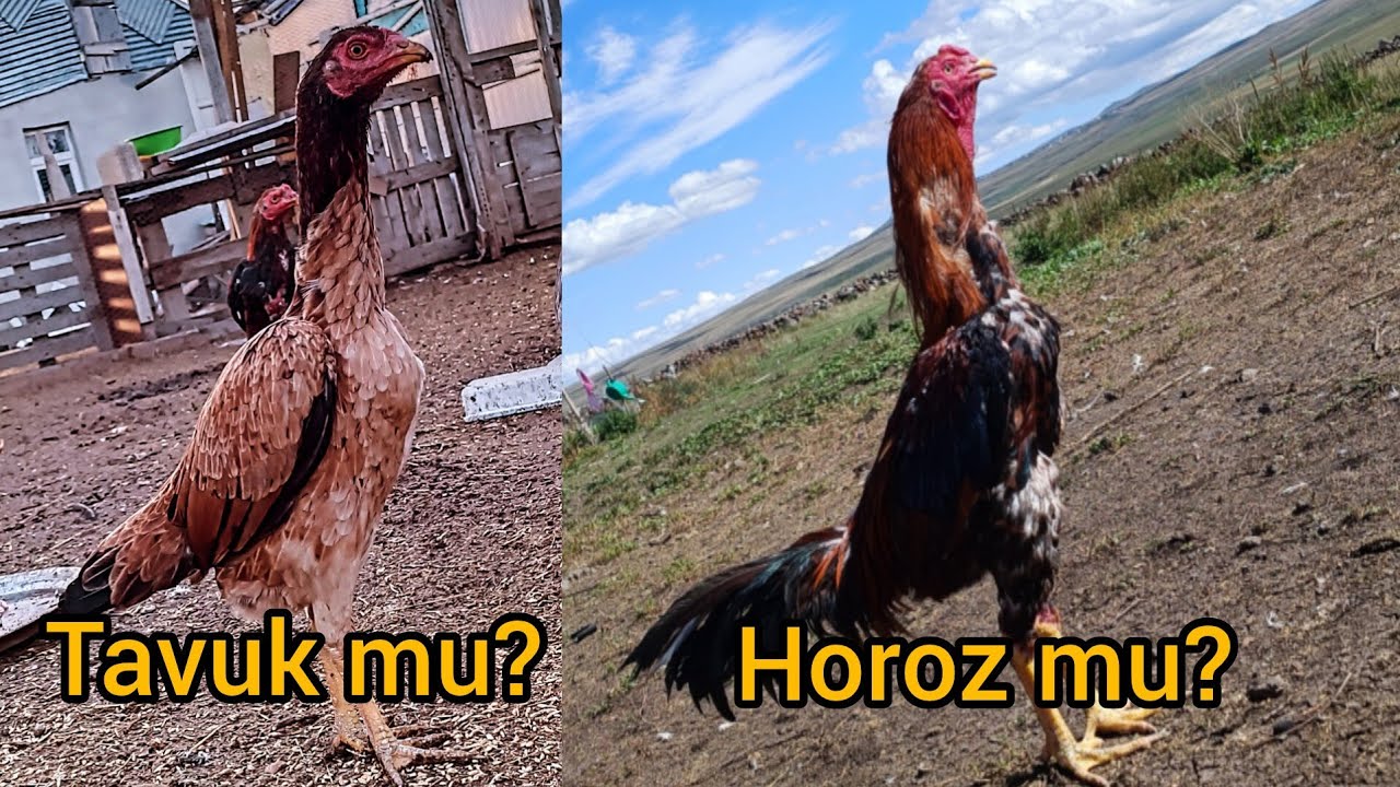 Horozculuk da tavuk mu önemli horoz mu? / Bu video star yavru almak isteyenler için