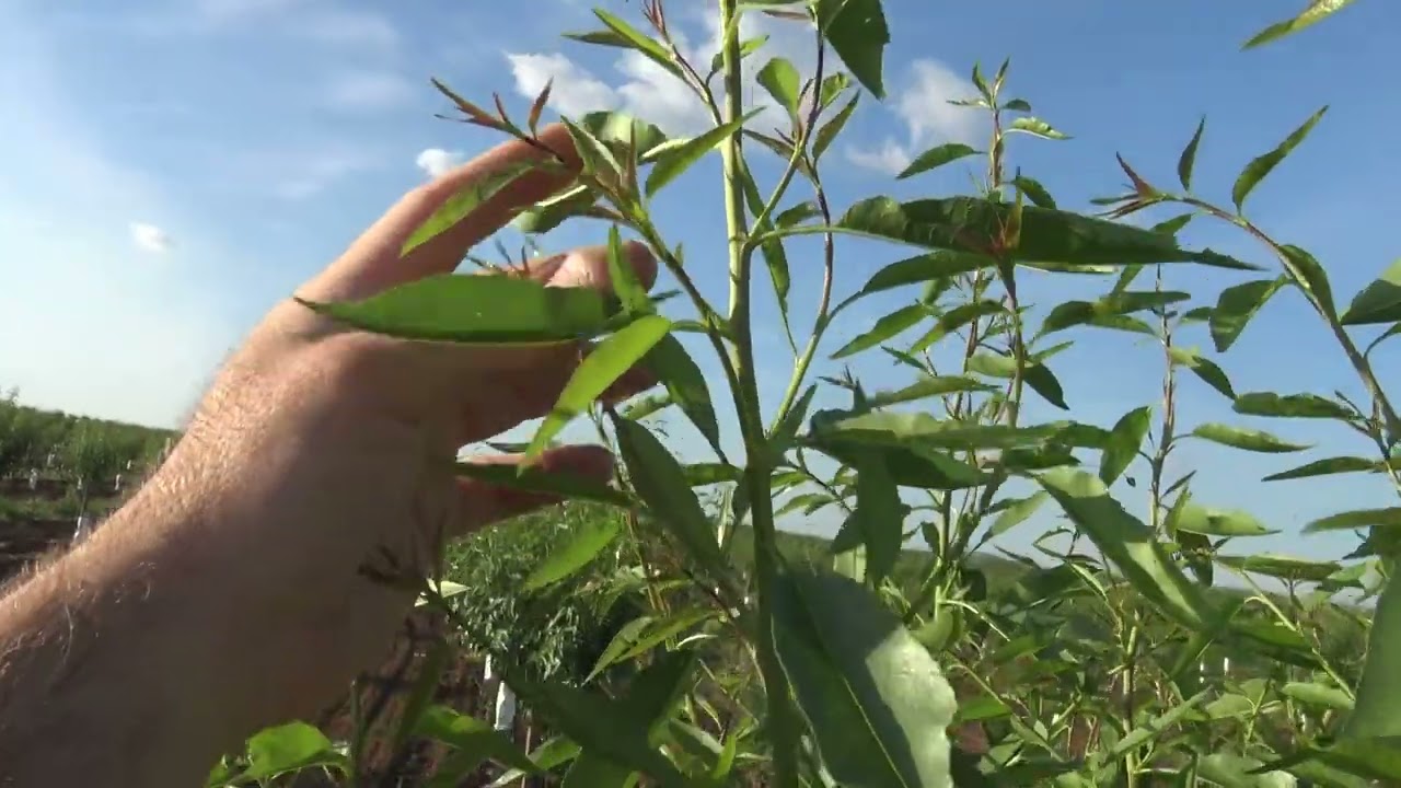 Poda en Verde Avijor L. 1 año Montalbán de Córdoba