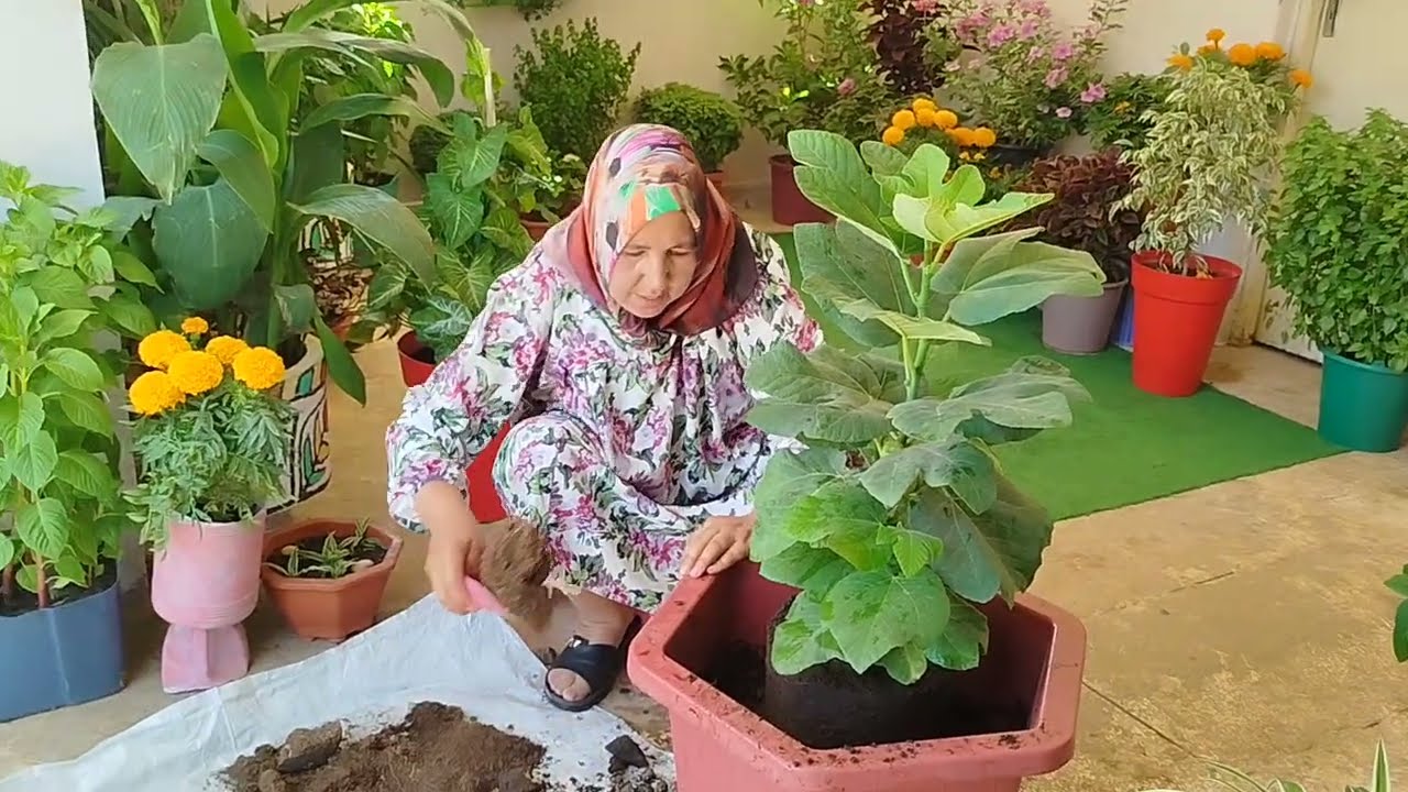 معلومات مهمة على شجرة التين كيفية التكثير  وكيف تثمر في السنة الأولى مع أمي إيطو 