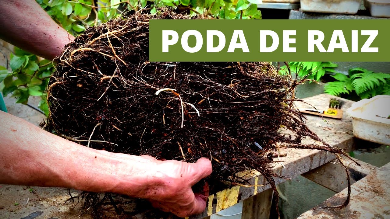 PODA DE RAIZ (PITANGA)