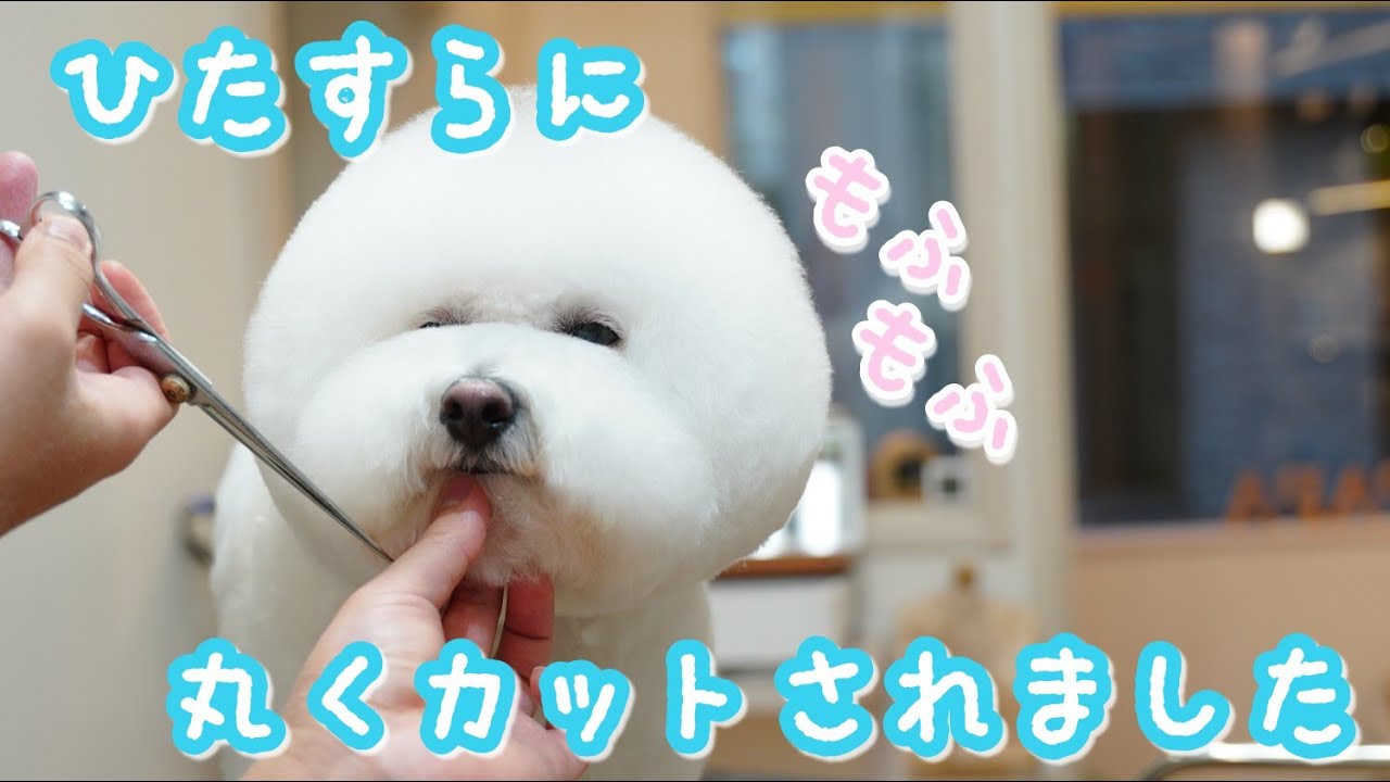 まるで、わたあめ！全部ハサミでムチムチにカット♪【ビションフリーゼのトリミング】Dog Salon PAPAのカット動画　2021年＃3