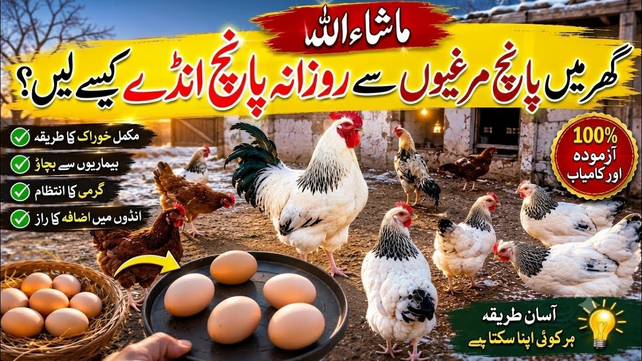 Murgi Anda Na De To Kya Karen? | How to Enhance Hens Eggs Production.