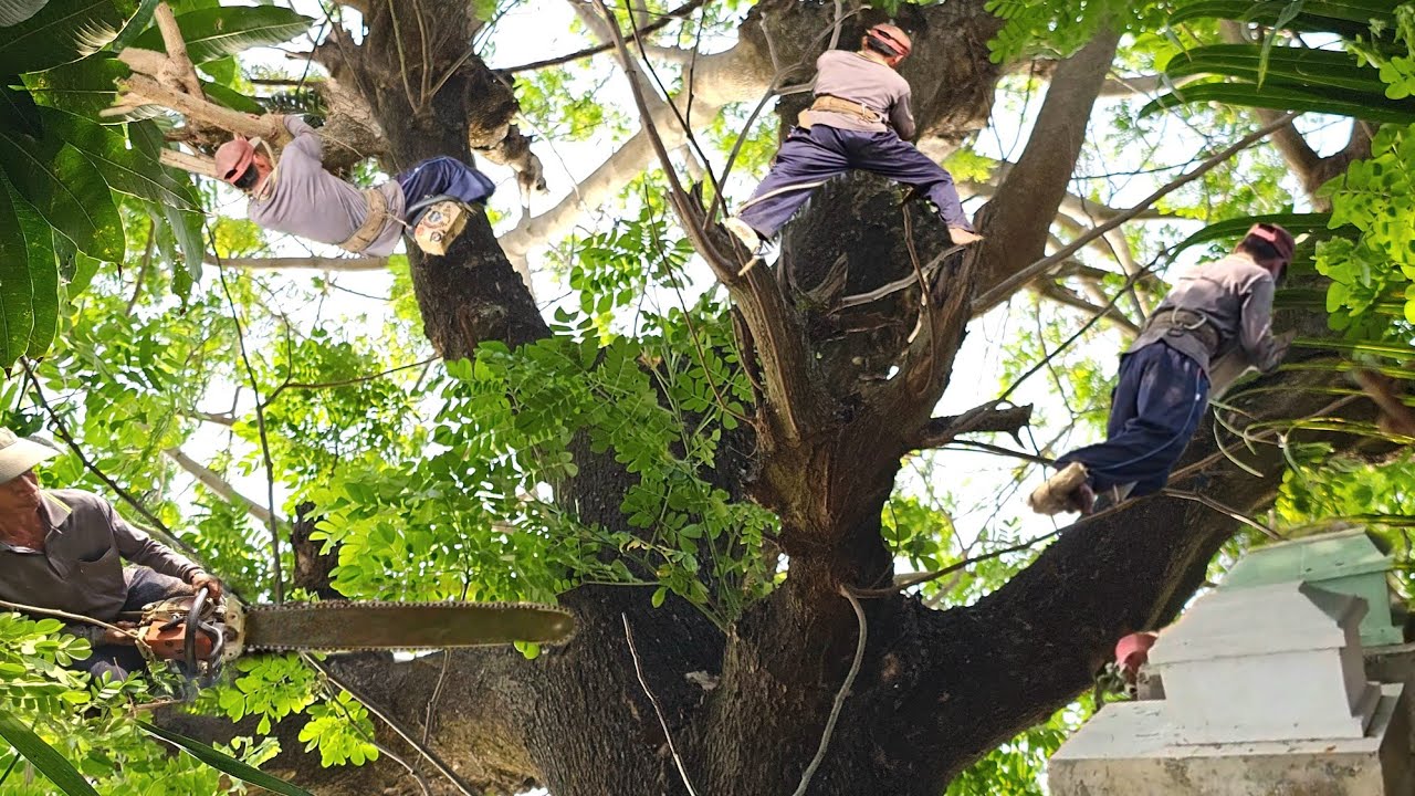 Cưa Cây, Ngay Vị Trí Tàn Nhánh Trên Nóc Nhà, Mồ Mã, Cưa Kỹ Thuật,36