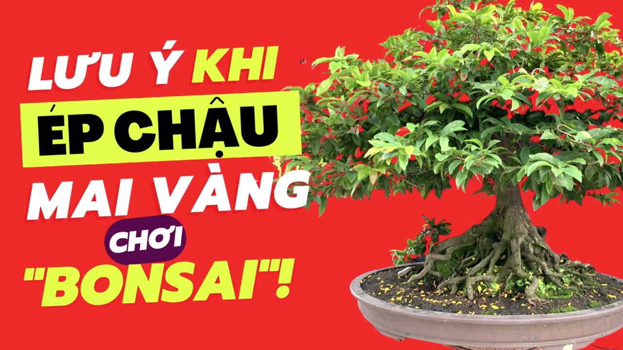 Lưu ý khi ép chậu Mai Vàng chơi phong cách “Bonsai” chậu cạn
