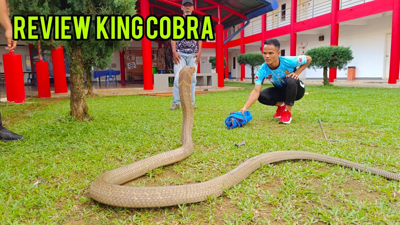 REVIEW RAJA TEDUNG SELAR BARU TANGKAP