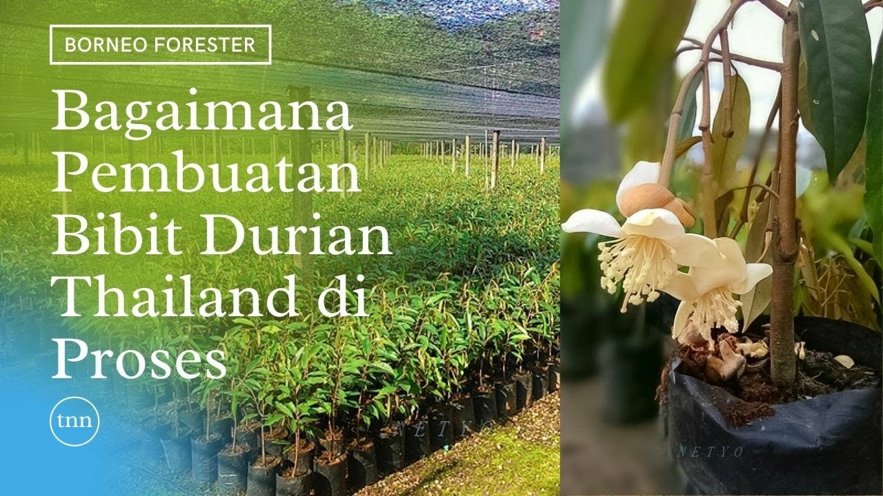 TERNYATA BEGINI !! Melihat Sambung Pucuk Durian Montong ala Thailand | Pre Nursery dan Main Nursery