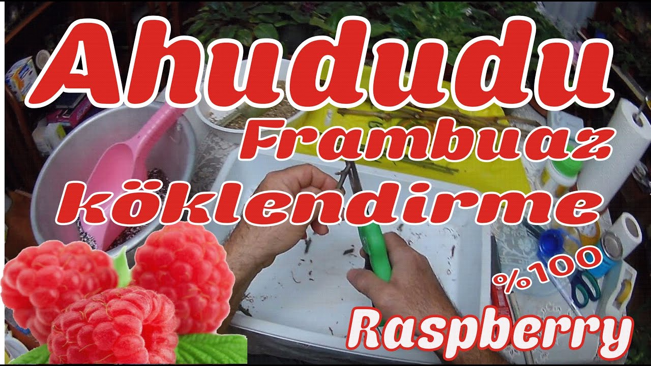 Ahududu köklendirme.Frambuaz köklendirme.Rooting rubus idaeus