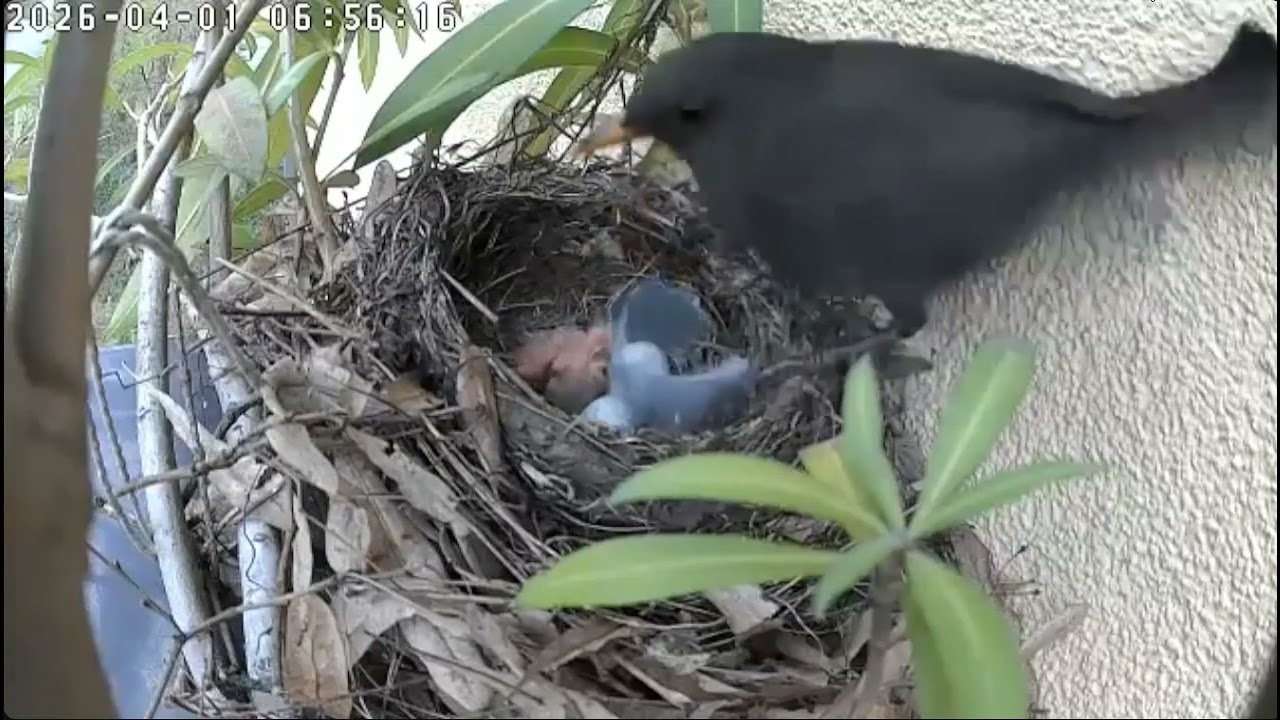 Amsel Livestream 2026 - W gnieździe Kos&oacute;w🤣 - Karmienia 🐥🌹🍀🐥🌹🍀🥚 🌹🍀🥚 🌹🍀 01/04/2026